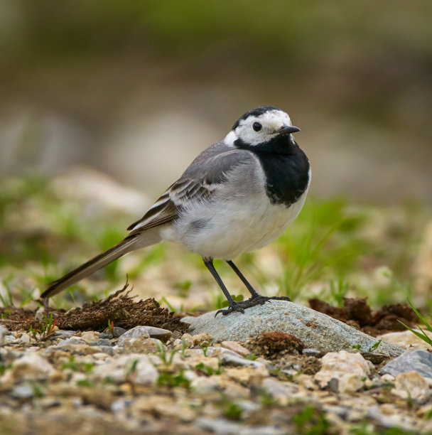 wagtail