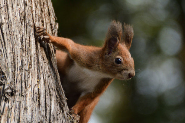树枝上跳跃的小松鼠