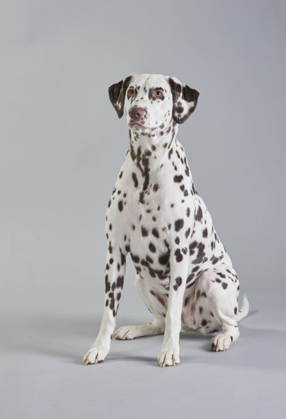 dalmatian
