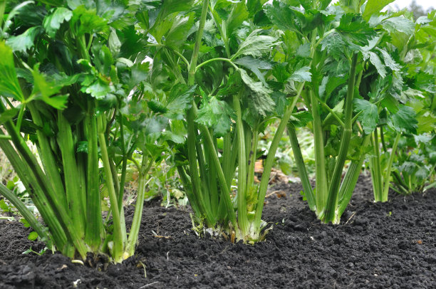 celery