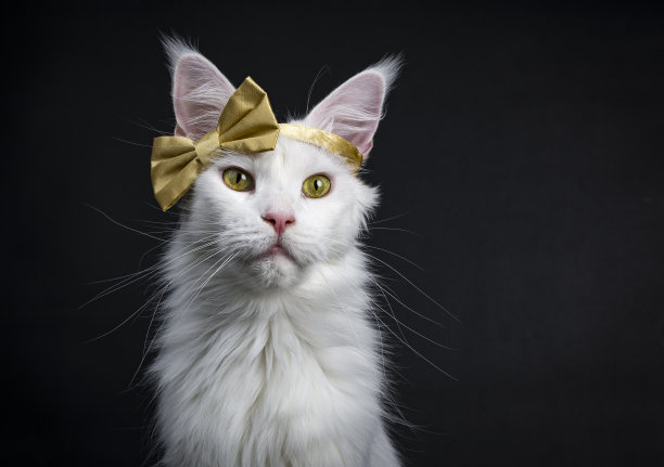 猫与苹果图片大全,猫与苹果设计素材,猫与苹果模板下载,猫与苹果图库_昵 