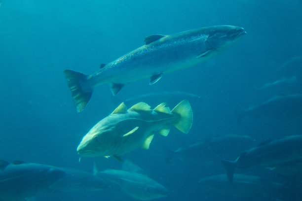 salmo