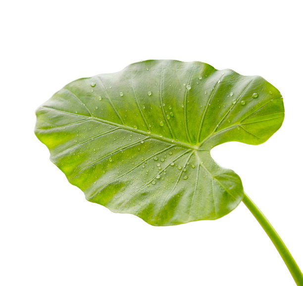 araceae