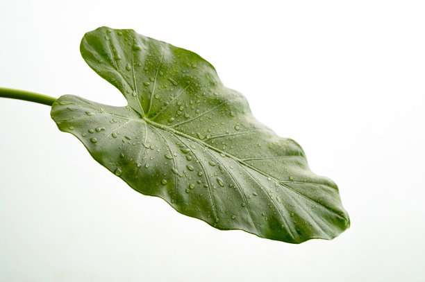 araceae