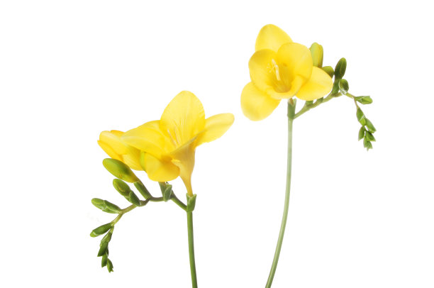 freesia
