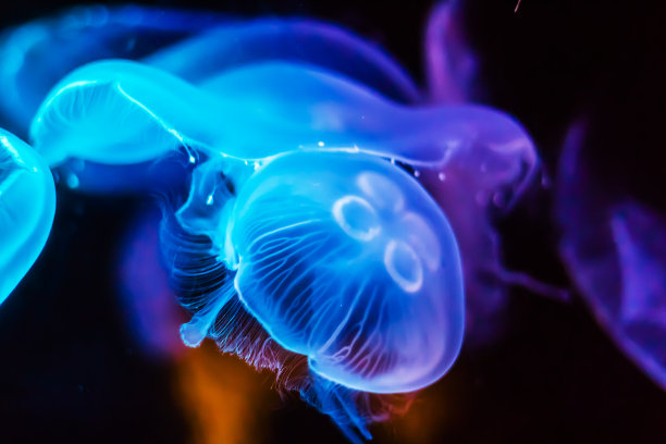 jellyfish