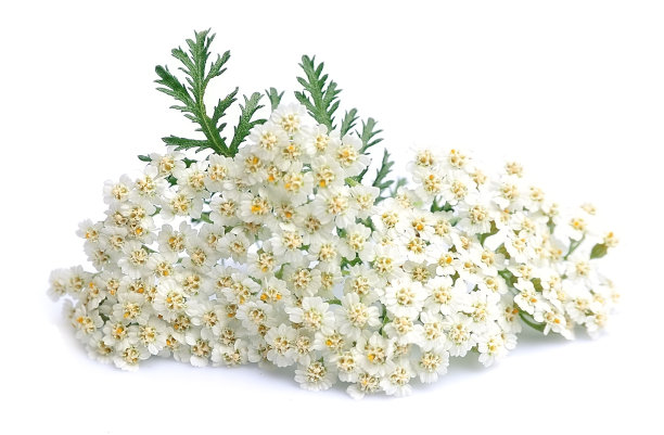 achillea