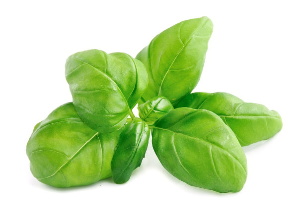 basil