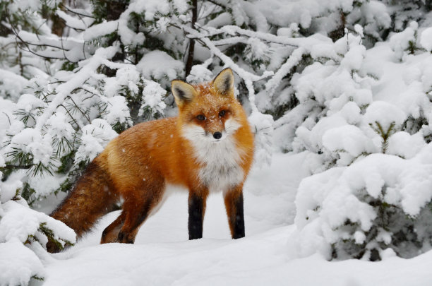 fox