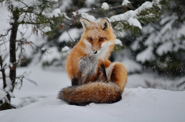 fox