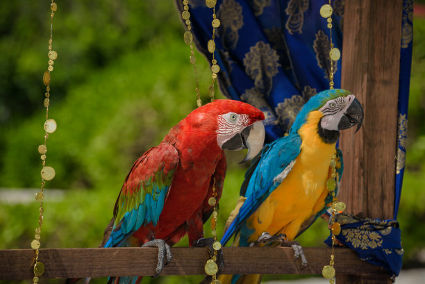 macaws