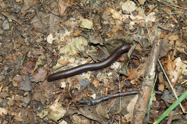millipede