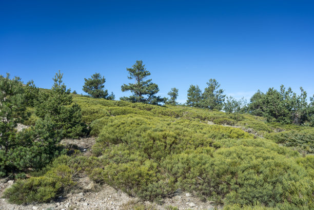 bush