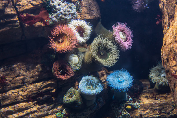 anemonefish