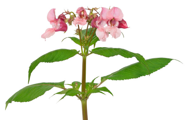 impatiens