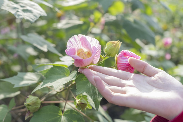 粉色牵牛花