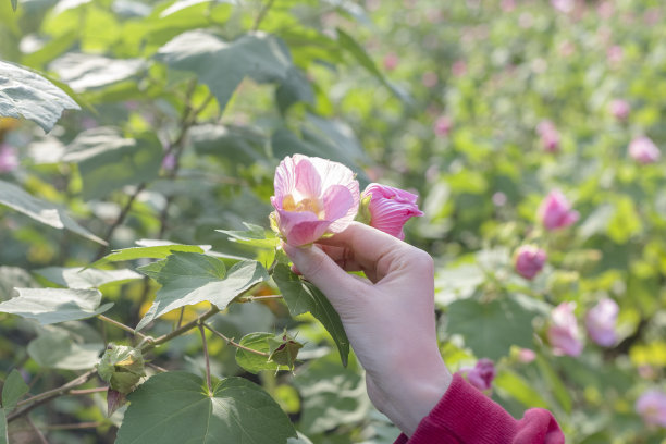 粉色牵牛花