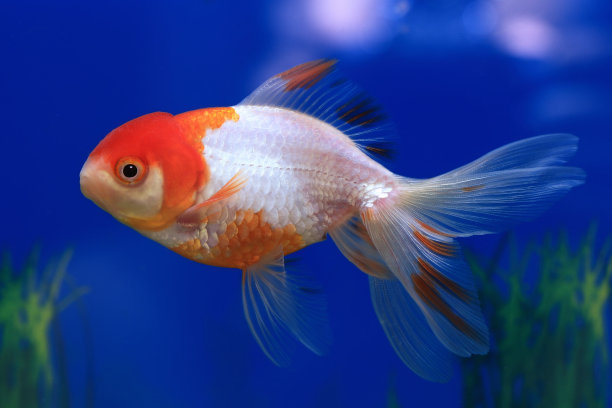 carassius