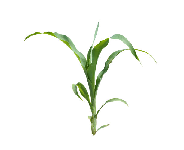 cob