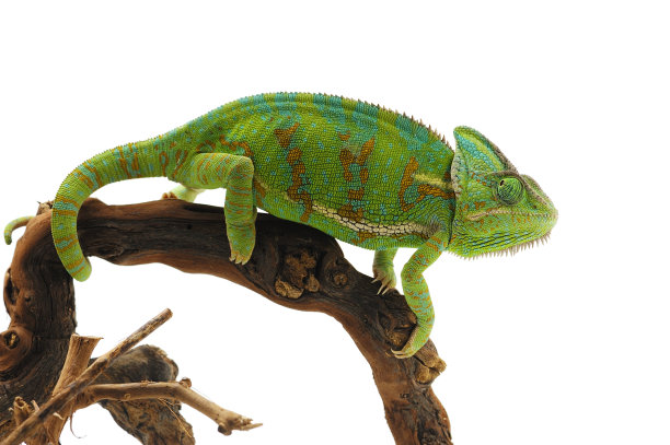 chamaeleon