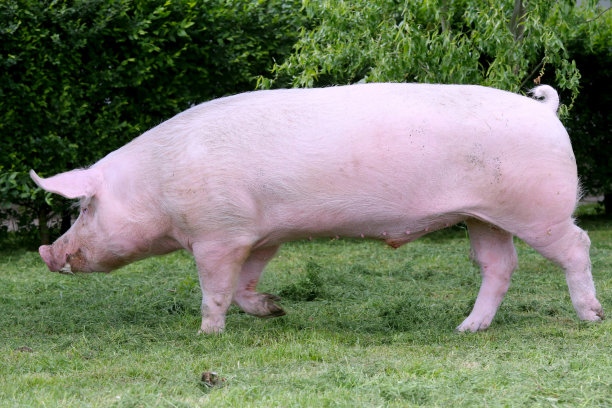 pig
