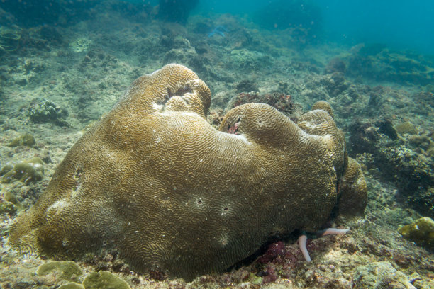 软珊瑚