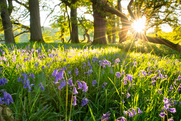 hyacinthoides