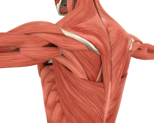 shoulder
