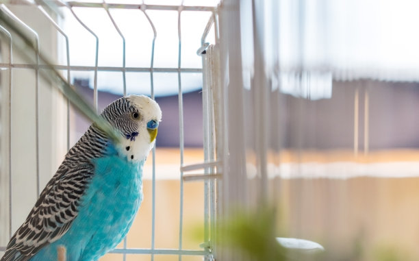 parrots