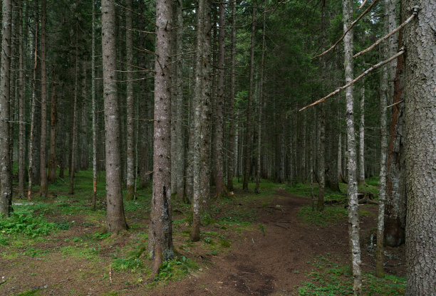 spruce