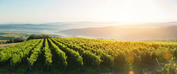 vineyard