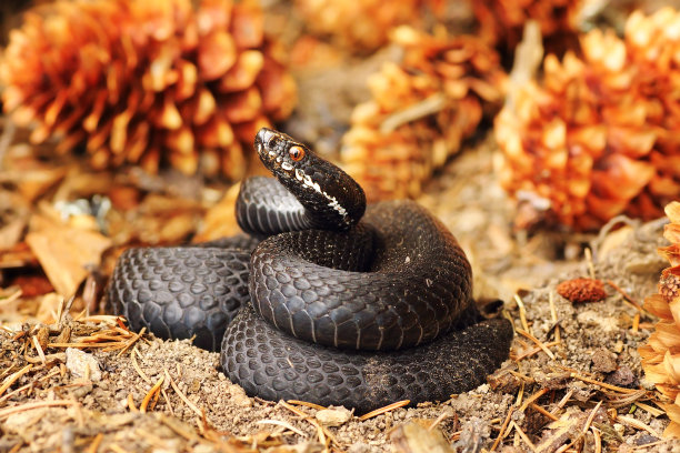 atheris