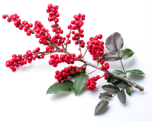 holly