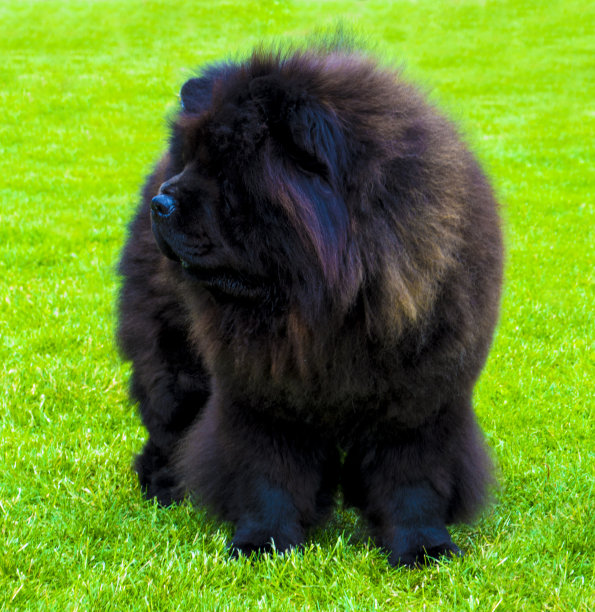 chow