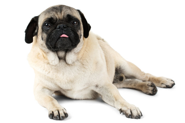 pug