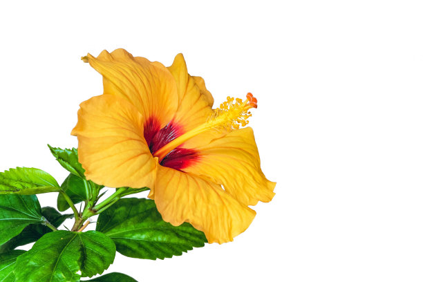 stamens