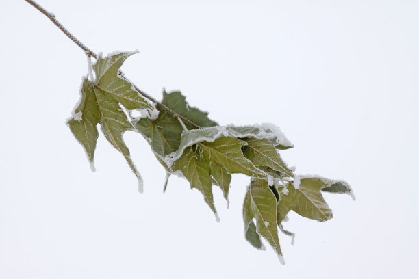 小无花果树