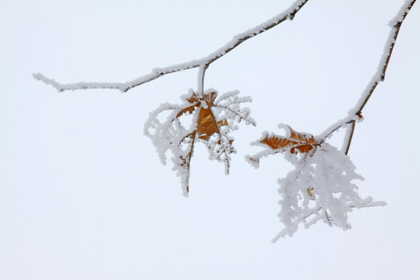 小无花果树