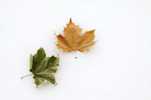 小无花果树