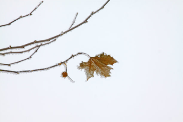 小无花果树