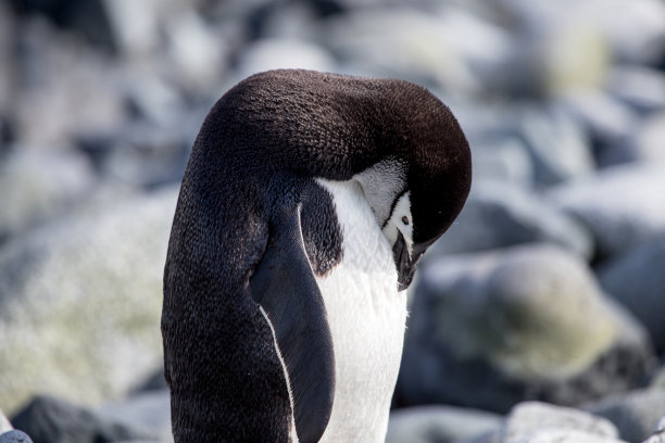 美丽冠毛企鹅