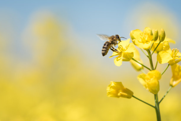 蜜蜂与油菜花