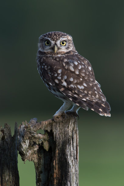 strix