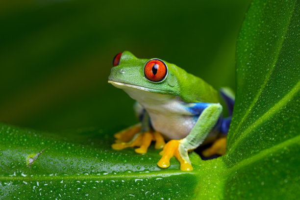 frog