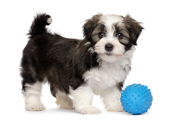 puppy