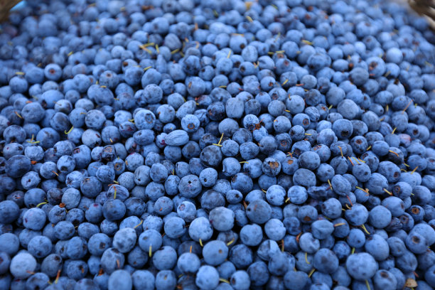 鲜蓝莓