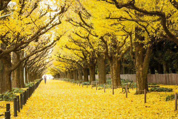 avenue