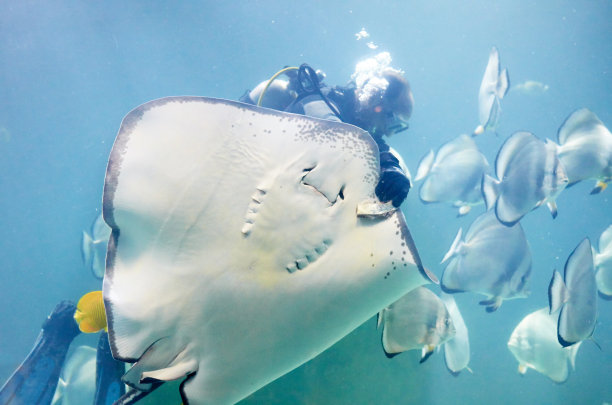 stingray