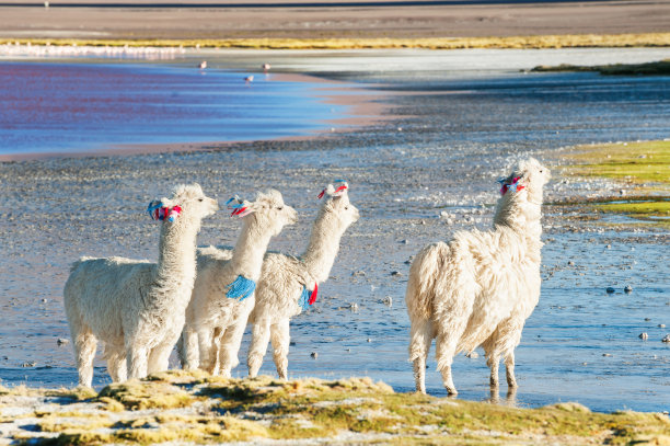 alpaca