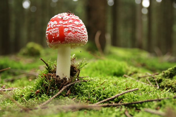 fungus